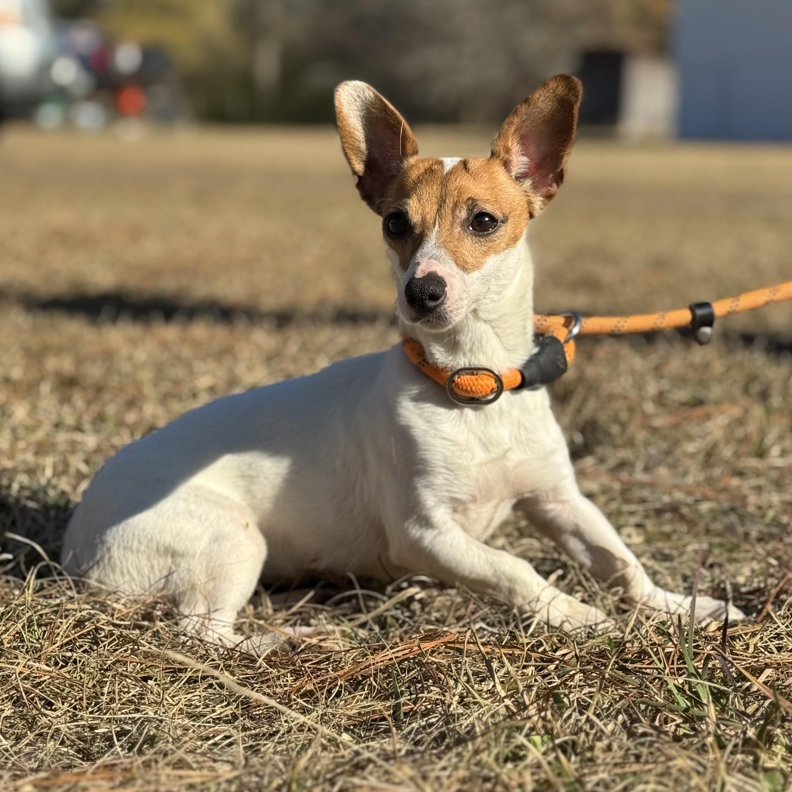Enlarge Dottie, an adoptable Jack Russell Terrier in Oak Bluffs, MA image 1/1