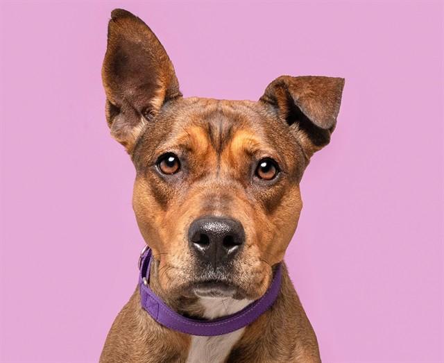 Enlarge VALENTINA, a Adoptable Pit Bull Terrier in Saint Louis, MO image 1/1