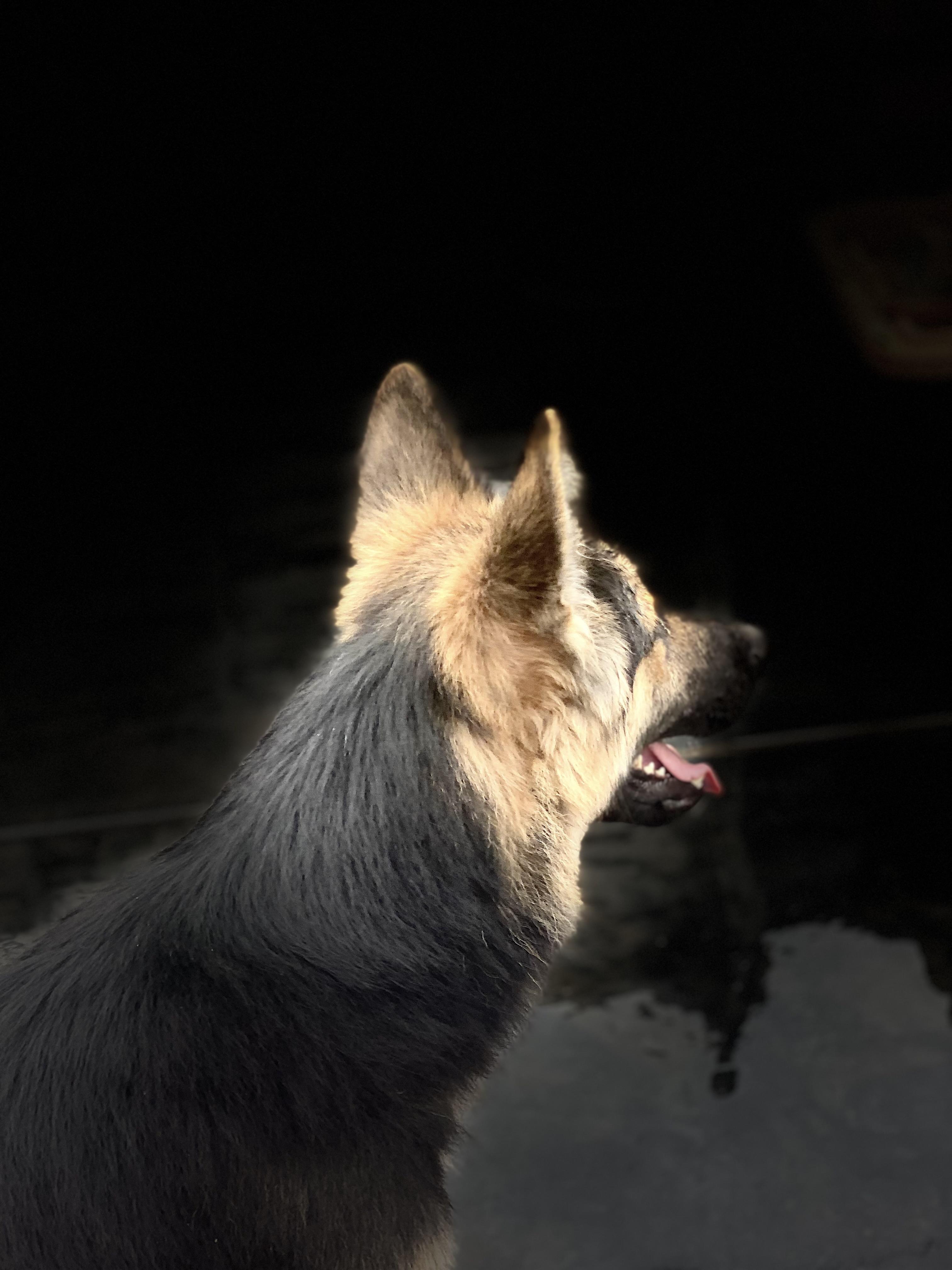 Enlarge Wolfie, a ADOPTABLE mixed breed image 1/1