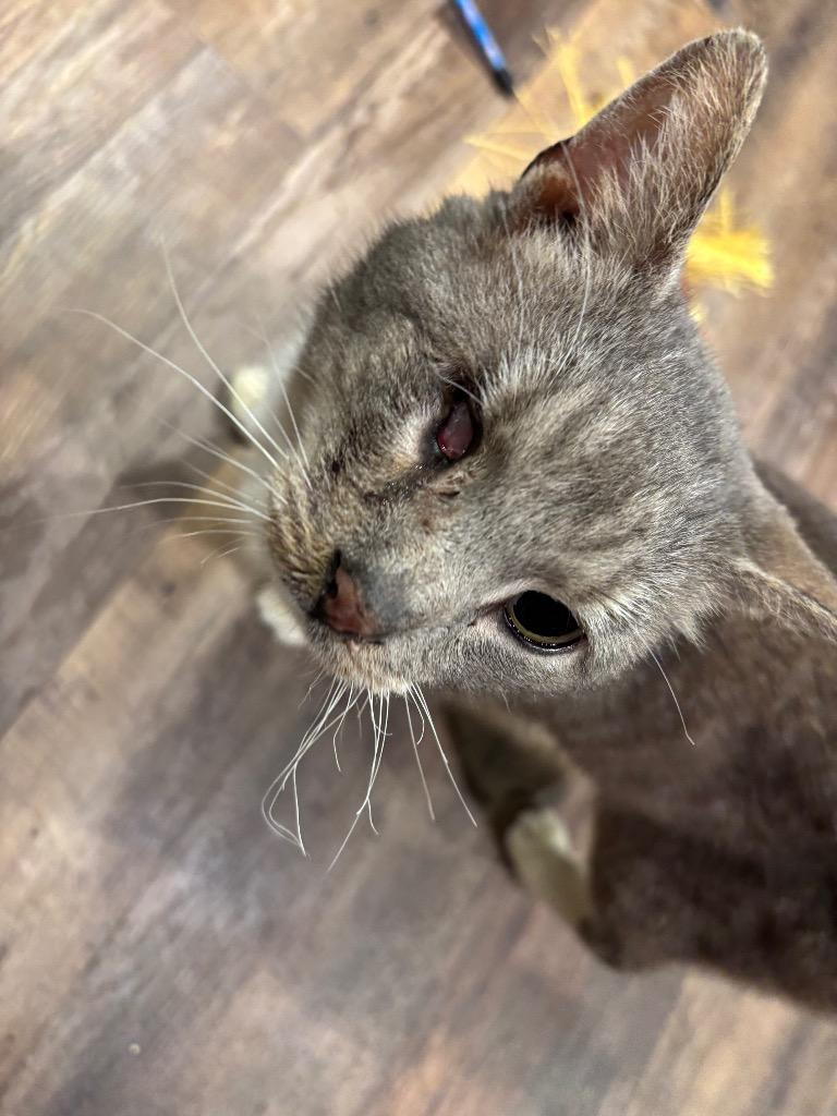 Scraggy Bay, Adoptable, Adult Male Domestic Short Hair.