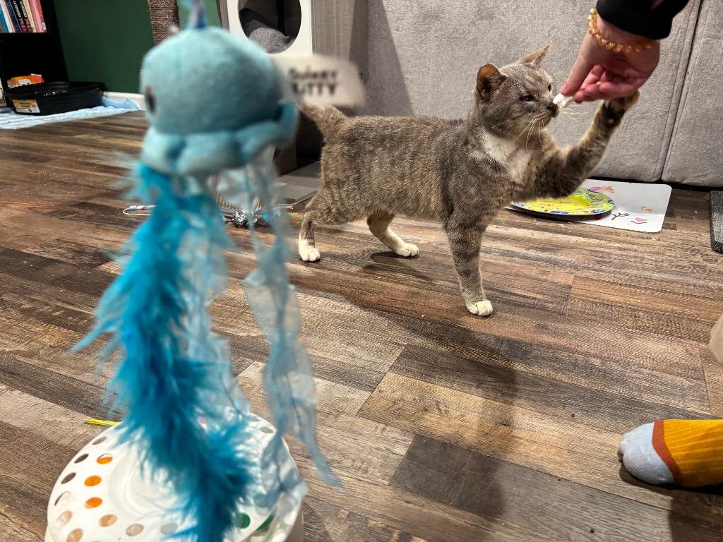 Enlarge Scraggy Bay, a Adoptable mixed breed in Cincinnati, OH image 1/6