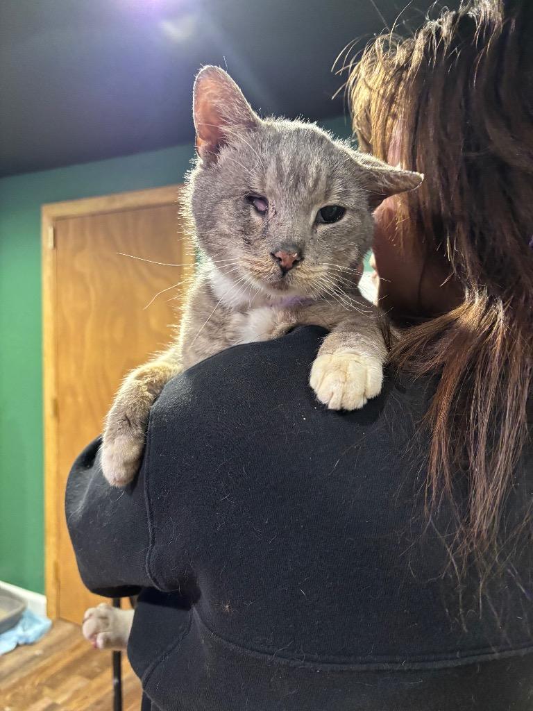 Enlarge Scraggy Bay, a Adoptable mixed breed in Cincinnati, OH image 2/6