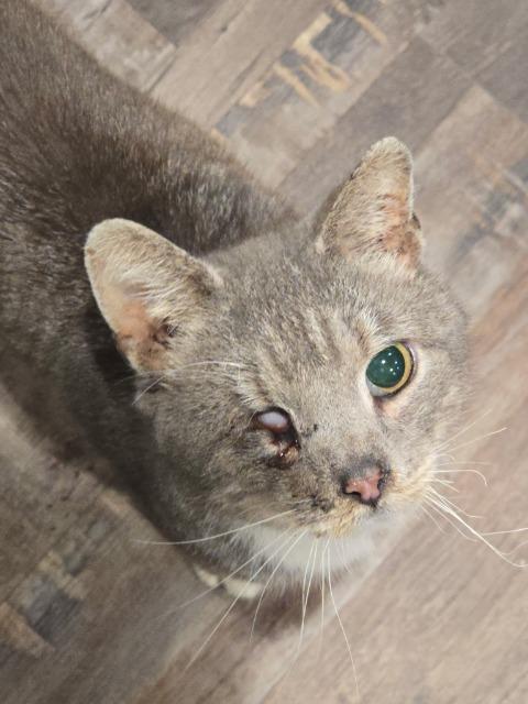 Enlarge Scraggy Bay, a Adoptable mixed breed in Cincinnati, OH image 3/6