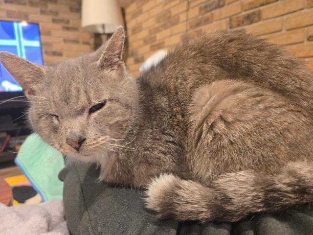 Enlarge Scraggy Bay, a Adoptable mixed breed in Cincinnati, OH image 4/6