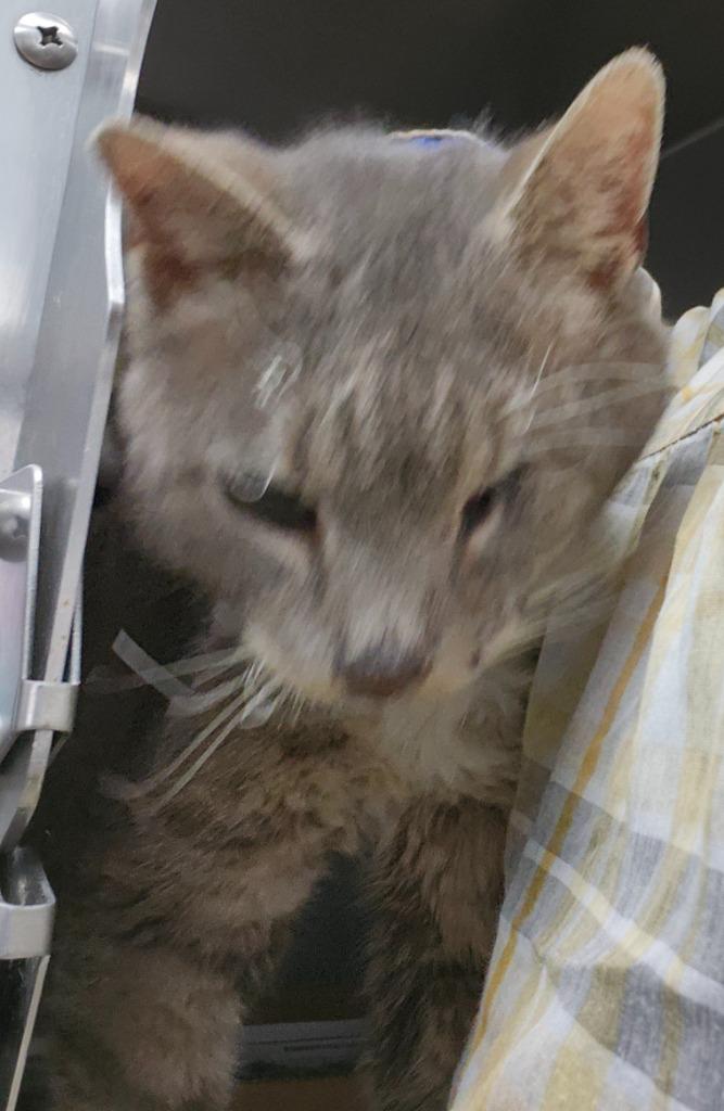 Scraggy Bay, Adoptable, Adult Male Domestic Short Hair.