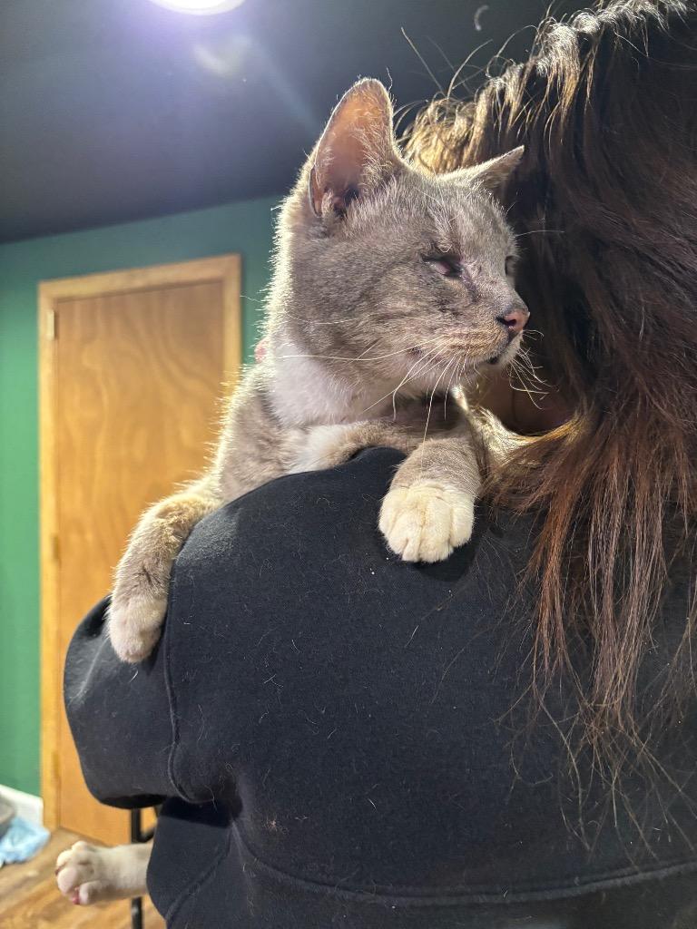 Enlarge Scraggy Bay, a Adoptable mixed breed in Cincinnati, OH image 5/6