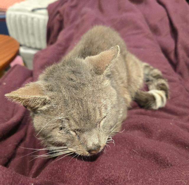 Enlarge Scraggy Bay, a Adoptable mixed breed in Cincinnati, OH image 6/6