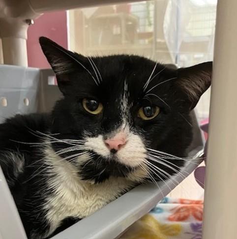 Enlarge CHARLIE BROWN, a Adoptable Domestic Short Hair in Springfield, MA image 1/1