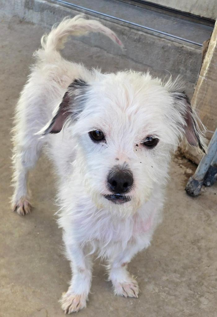 Enlarge Taco, a Adoptable mixed breed in San Antonio, TX image 1/3