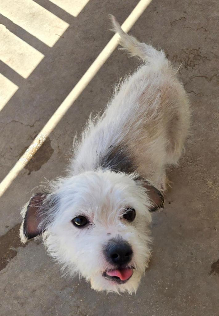 Enlarge Taco, a Adoptable mixed breed in San Antonio, TX image 2/3