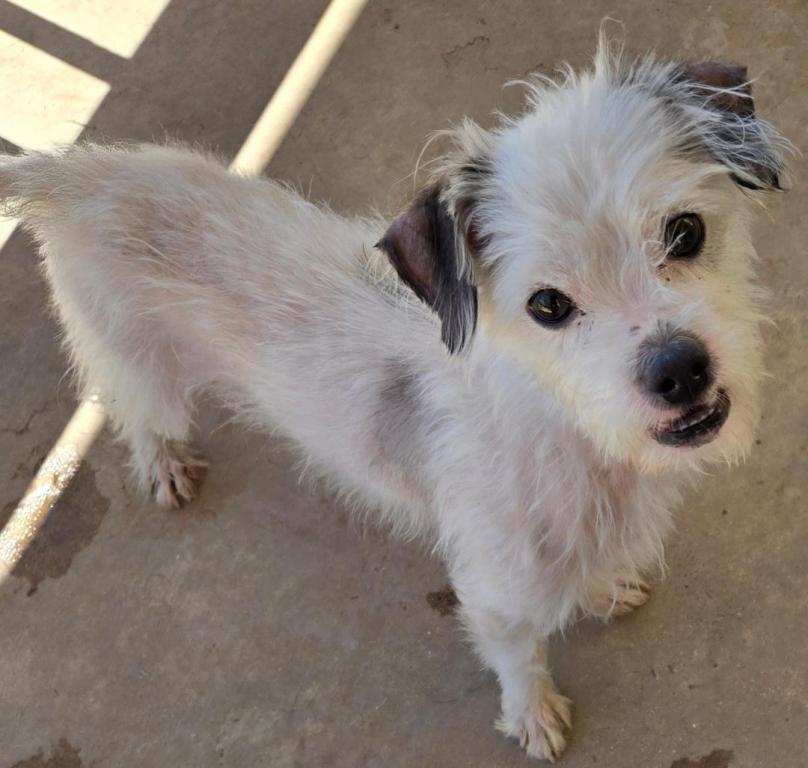 Enlarge Taco, a Adoptable mixed breed in San Antonio, TX image 3/3