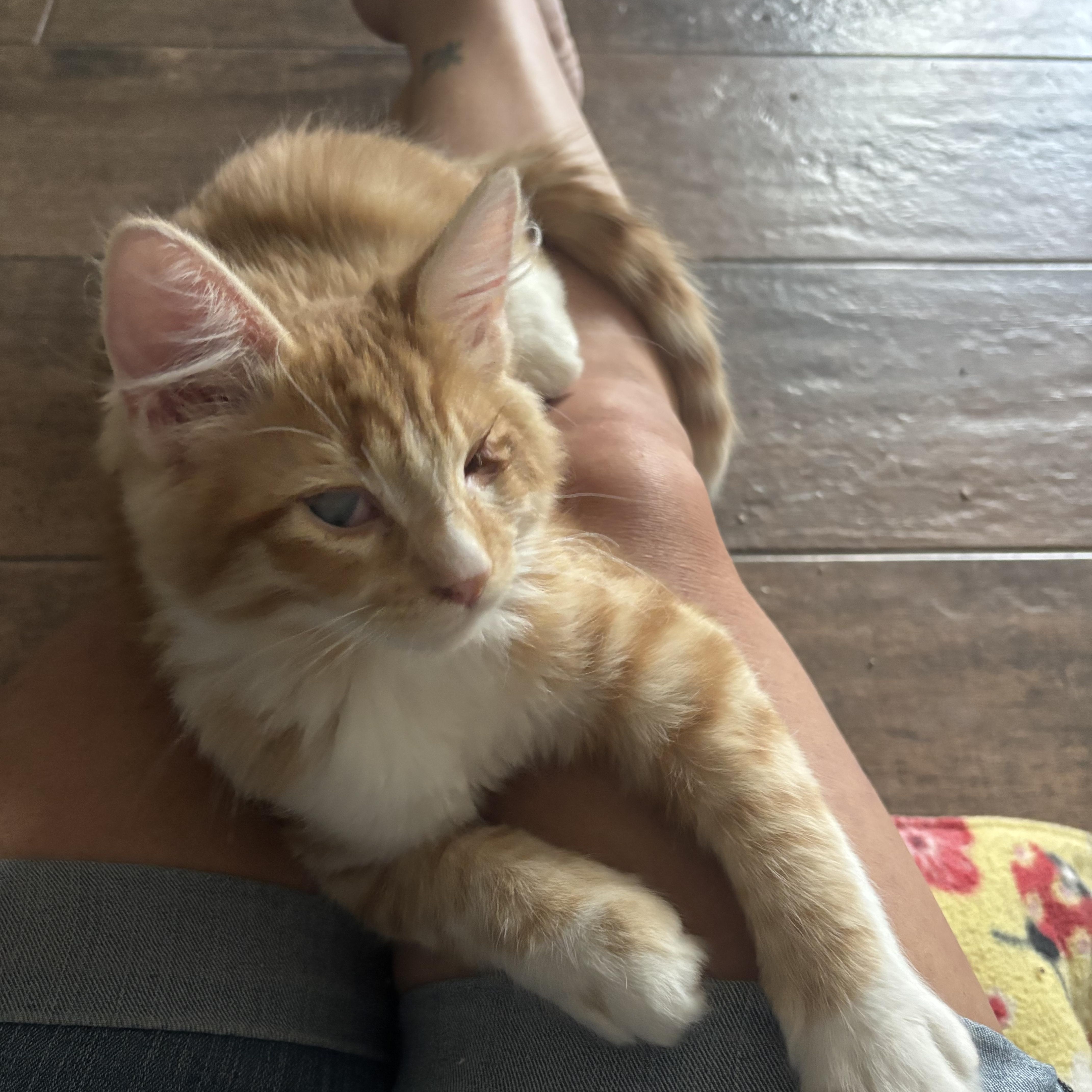 Woody, adopted, Kitten Male Maine Coon & Domestic Medium Hair.