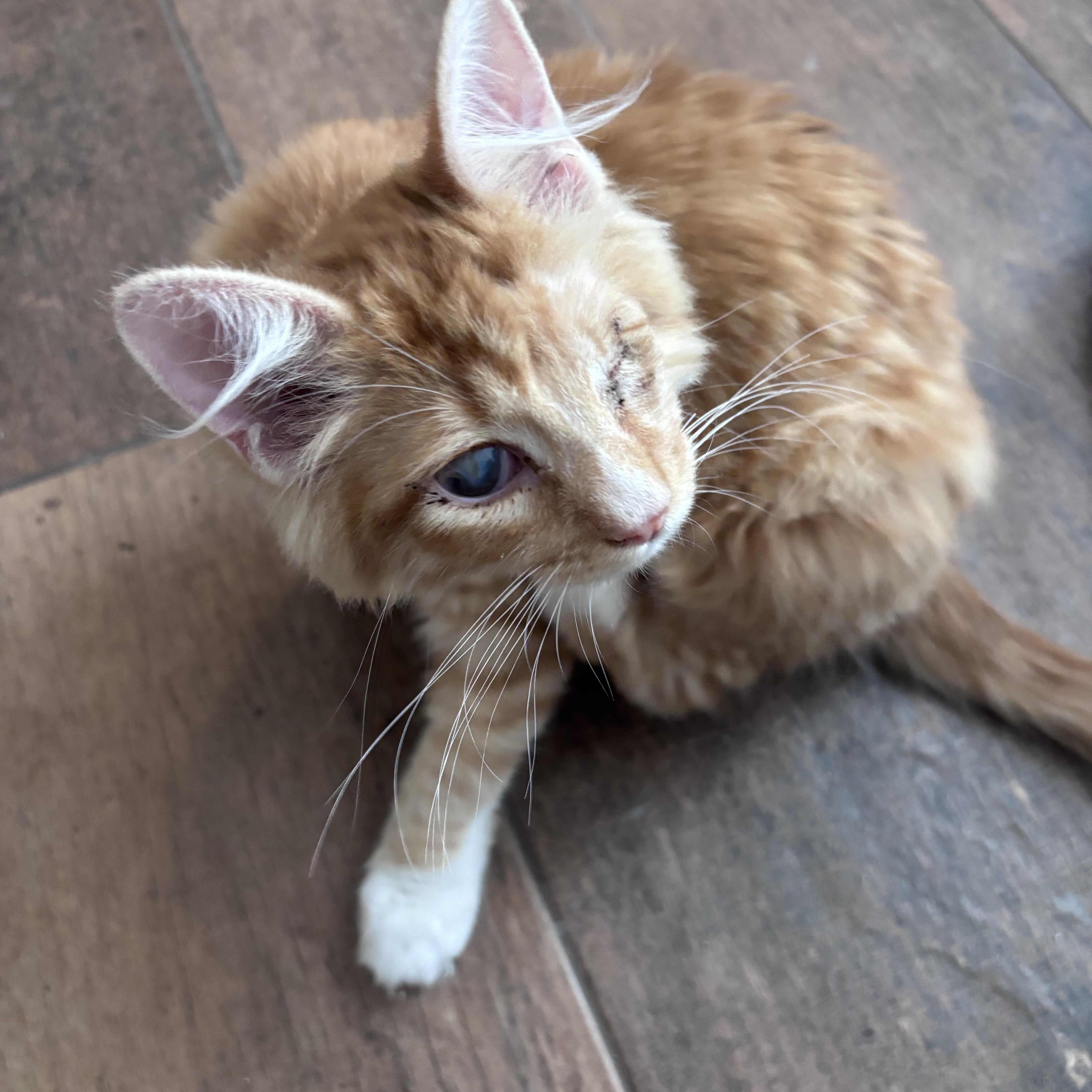 Enlarge Woody, an adopted mixed breed in queen creek, AZ image 3/3