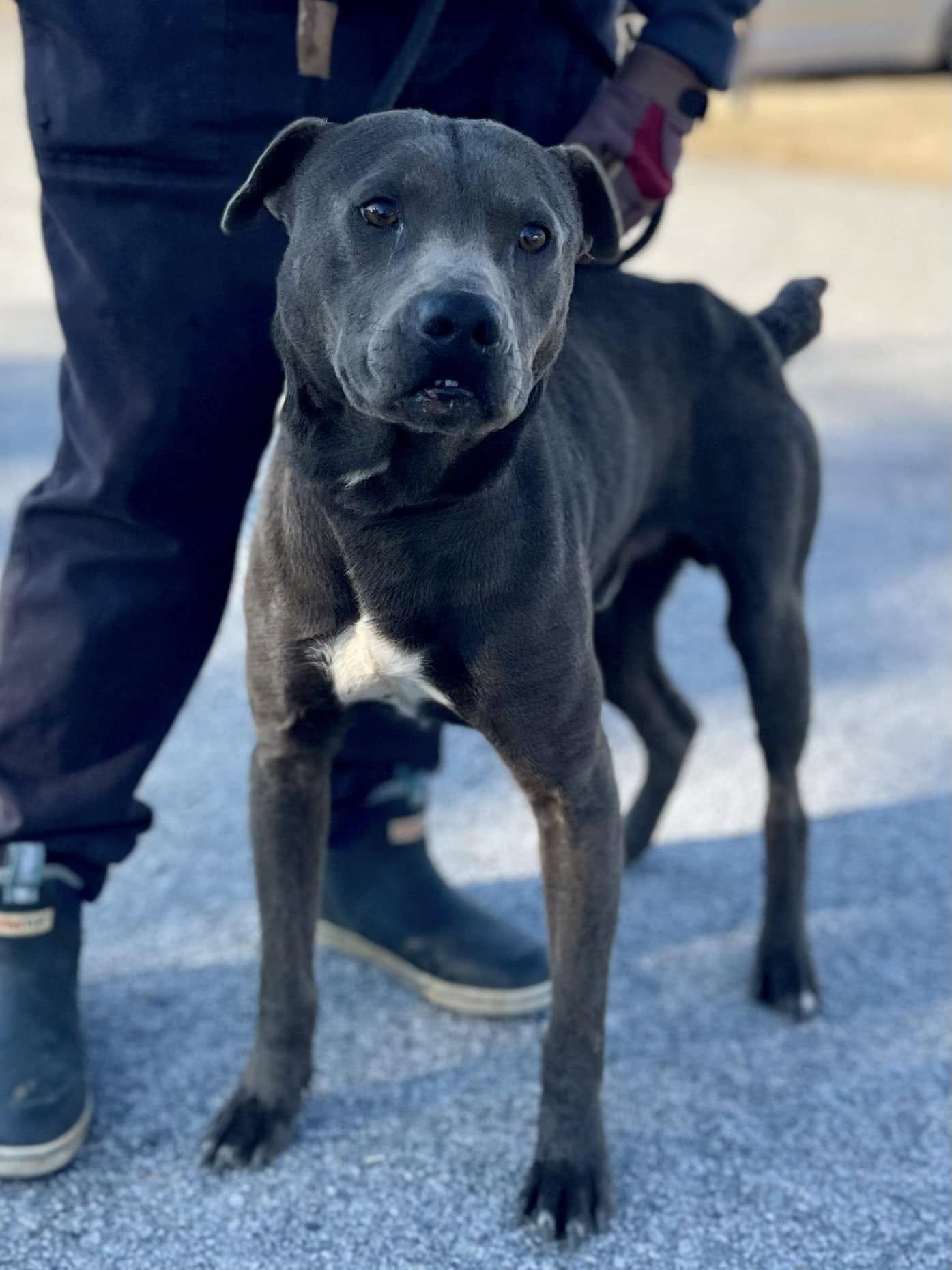 Lennox ID#24424D, Young Male Mixed Breed