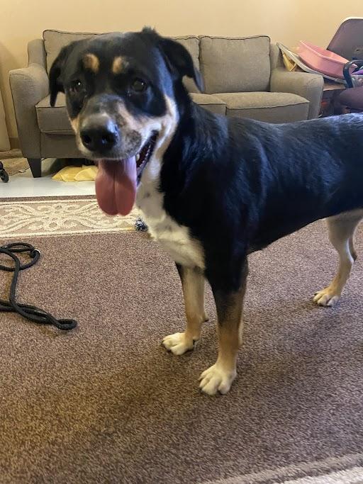 Scooter, ADOPTABLE, Adult Male Rottweiler.