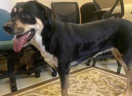 Enlarge Scooter, a ADOPTABLE mixed breed in Germantown, TN image 2/2