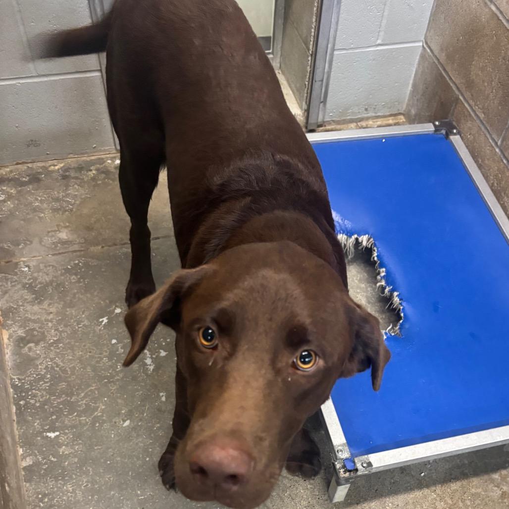 Miller, Adoptable, Young Male Chocolate Labrador Retriever.