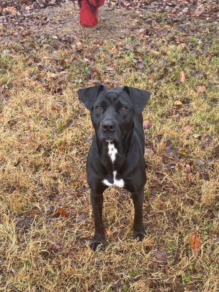 Enlarge Widow, a Adoptable mixed breed in Metter, GA image 1/2