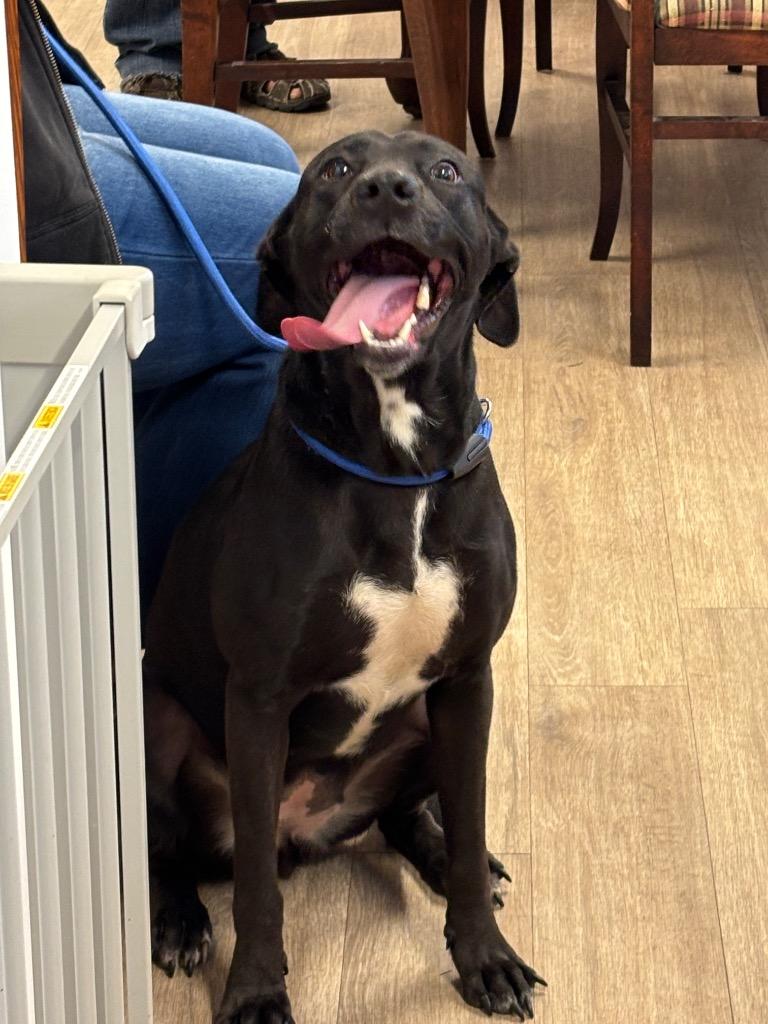 Enlarge URGENT STATUS Widow, a Adoptable mixed breed in Metter, GA image 2/2