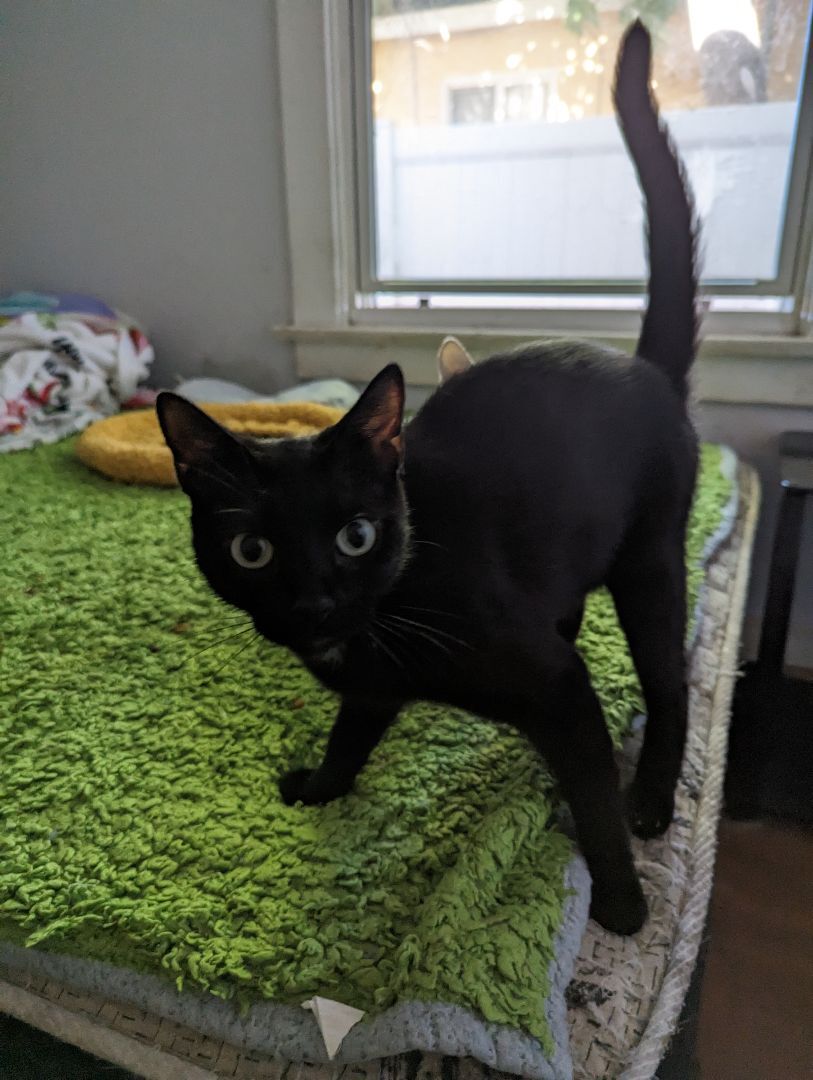 Lizette, a Adoptable Bombay in Long Beach, CA image 1/7