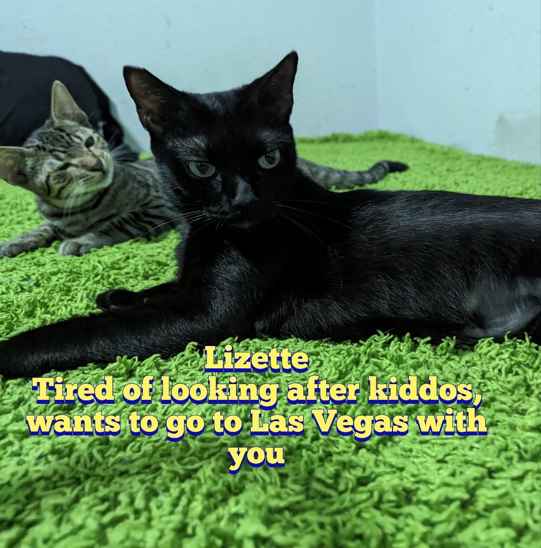 Lizette, a Adoptable Bombay in Long Beach, CA image 2/7