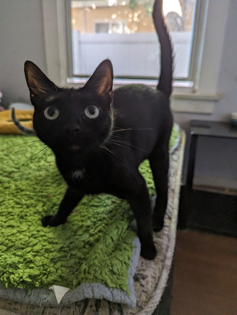 Lizette, a Adoptable Bombay in Long Beach, CA image 3/7