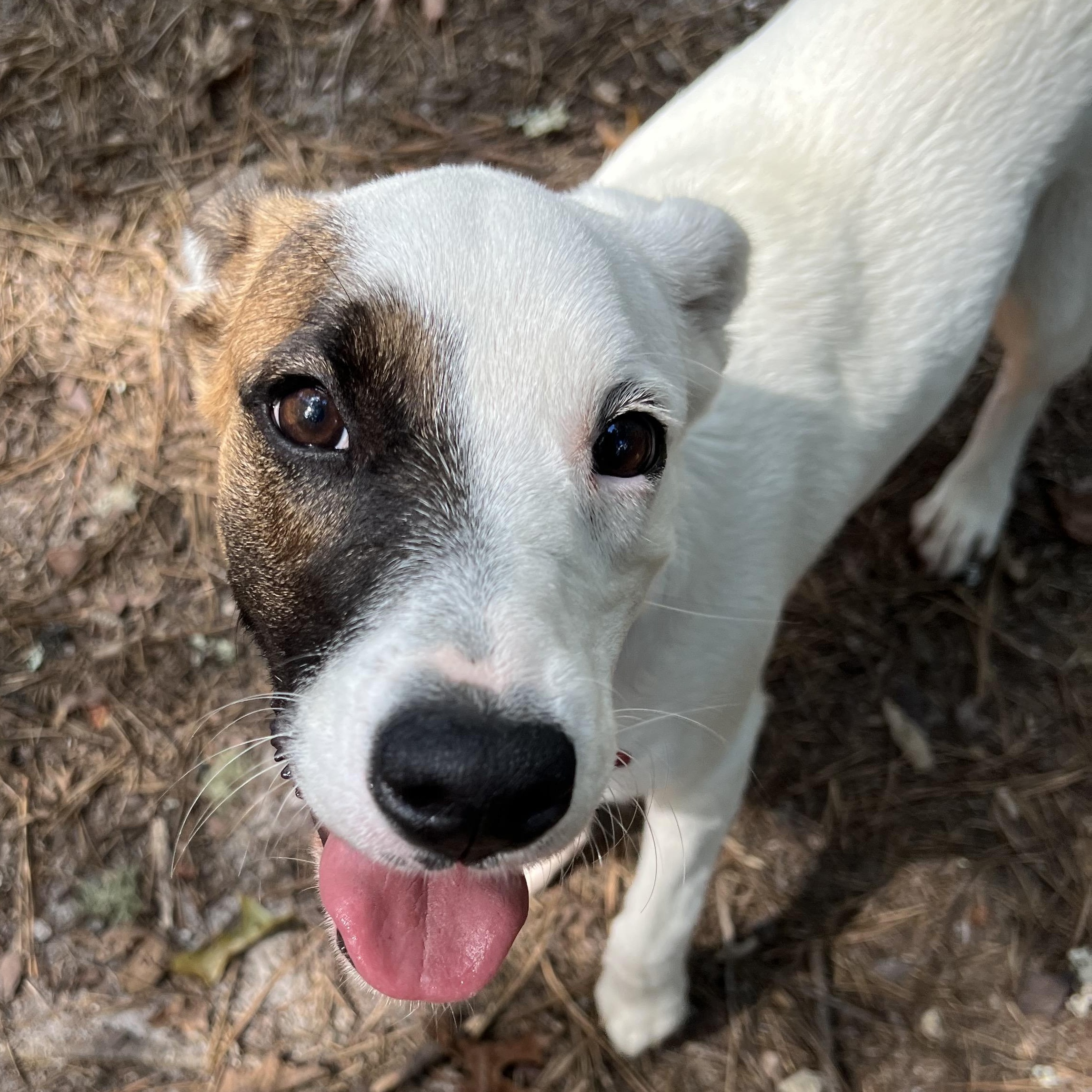 Enlarge Hazel, a Adopted mixed breed in Cedar Mountain, NC image 6/6
