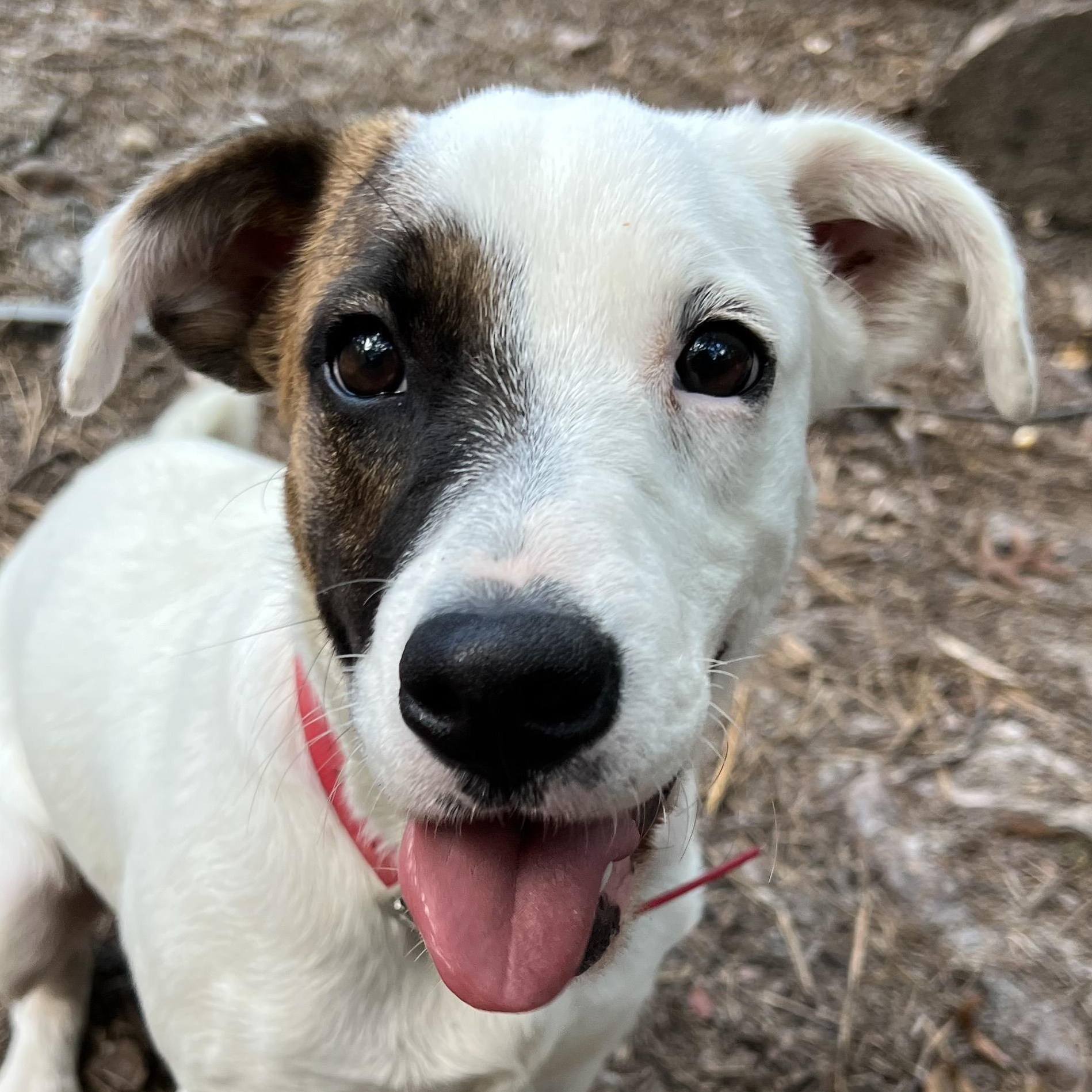 Enlarge Hazel, a Adopted mixed breed in Cedar Mountain, NC image 4/6