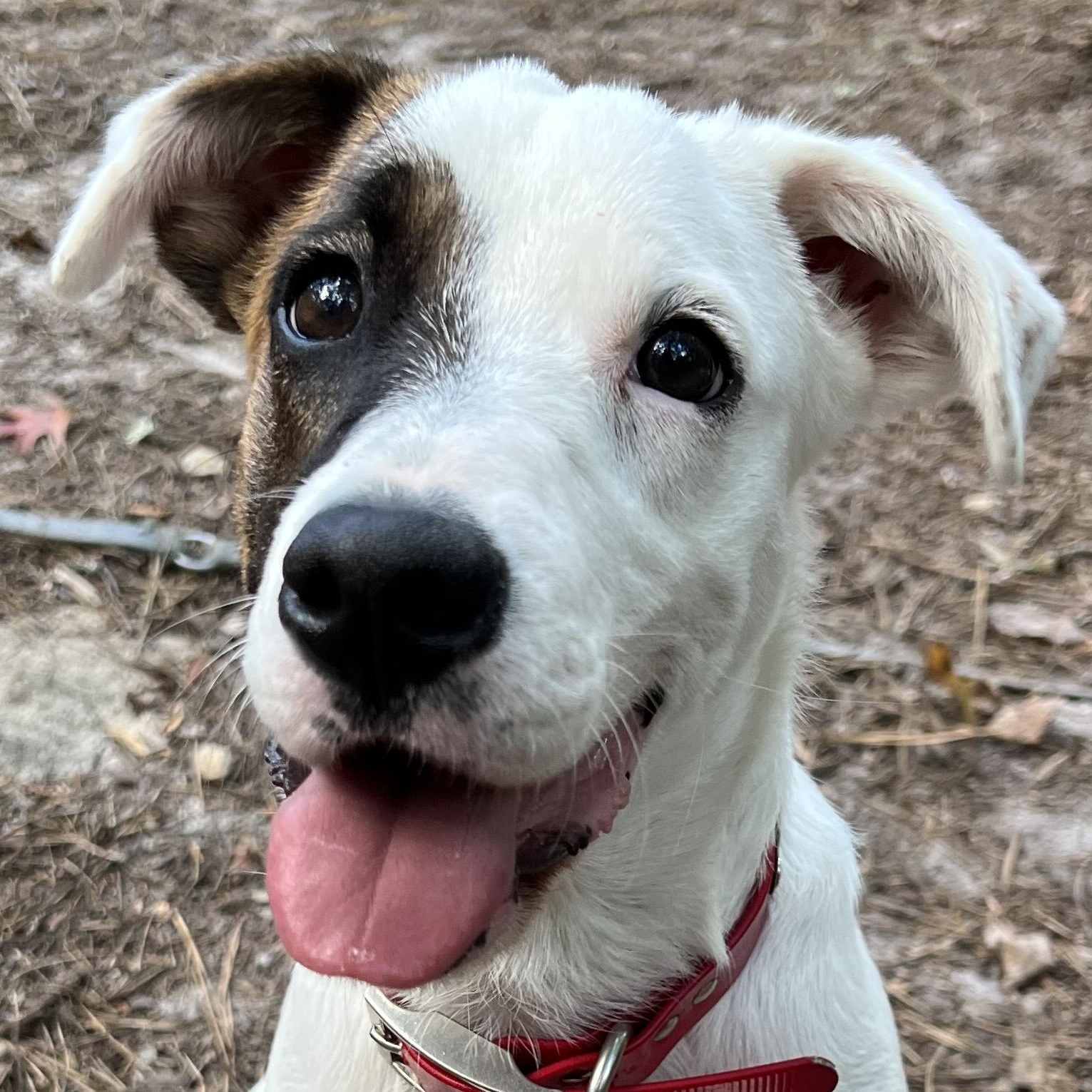 Hazel, Adopted, Young Female Pointer & American Staffordshire Terrier.