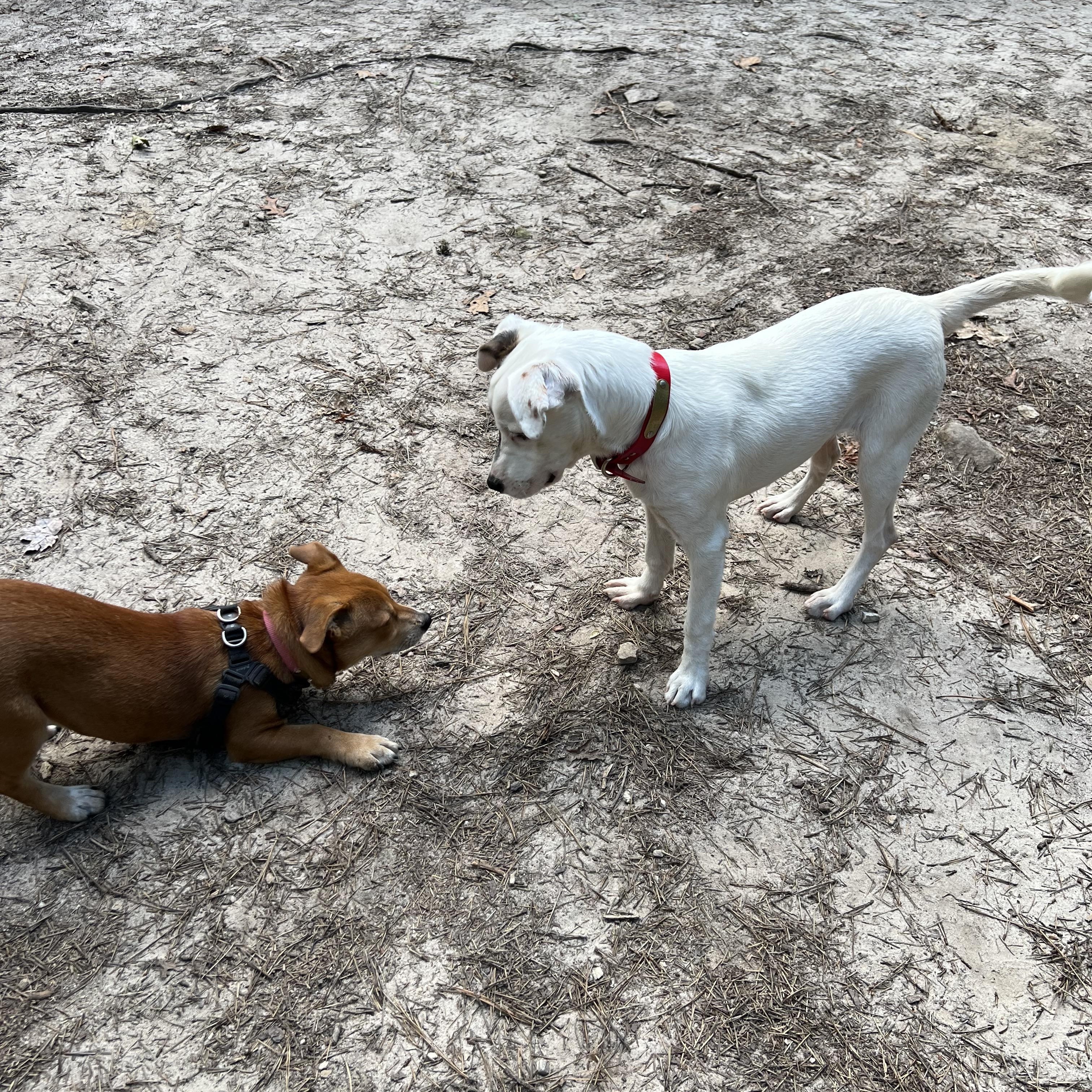 Enlarge Hazel, a Adopted mixed breed in Cedar Mountain, NC image 5/6