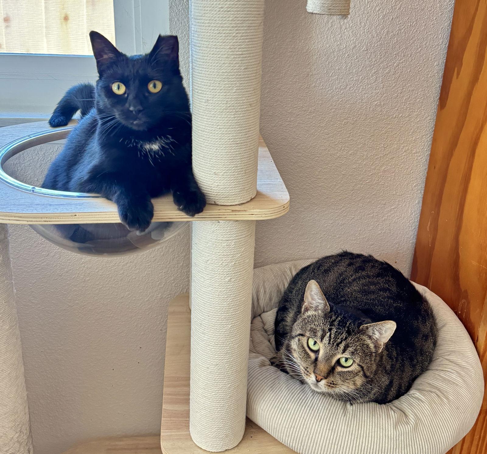 Enlarge Boz & Baby - The Fairly Odd Couple, a Adoptable mixed breed in San Luis Obispo, CA image 1/1