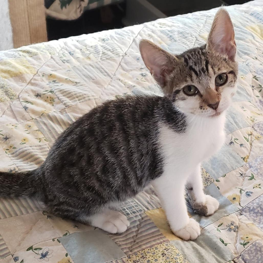 Enlarge FRODO, a Adoptable Domestic Short Hair in Willows, CA image 1/3