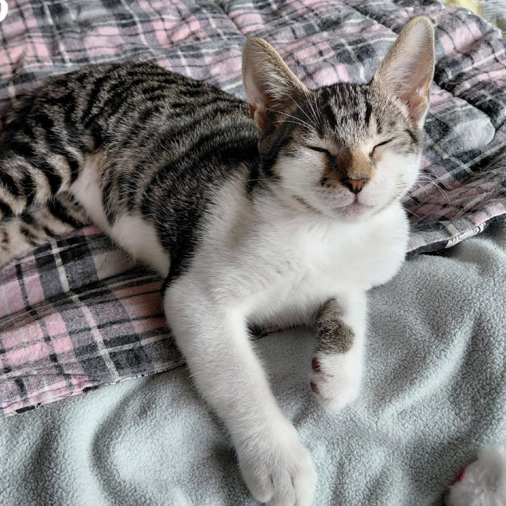 Enlarge FRODO, a Adoptable Domestic Short Hair in Willows, CA image 2/3