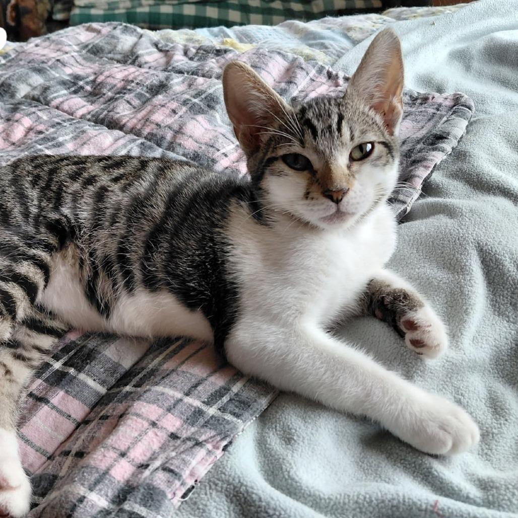 Enlarge FRODO, a Adoptable Domestic Short Hair in Willows, CA image 3/3