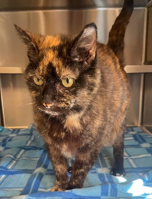 Enlarge Hinata, a ADOPTABLE Domestic Medium Hair in Prudenville, MI image 1/1