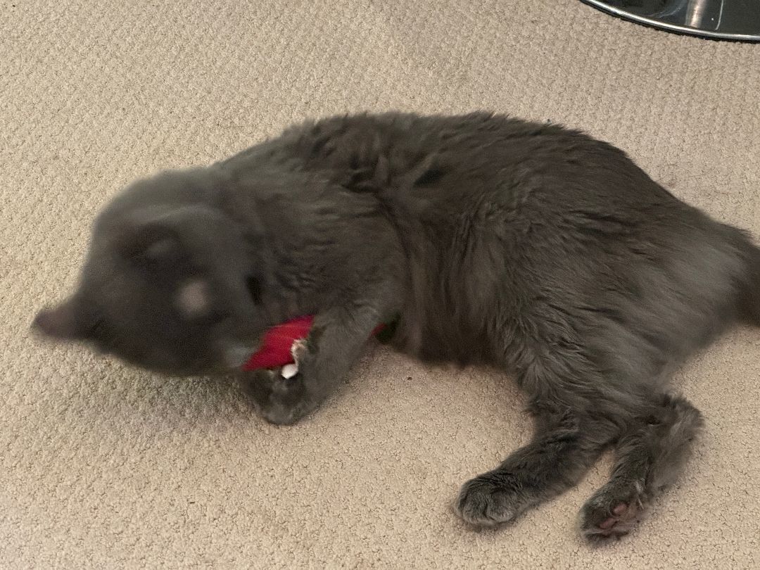 Frankie  1