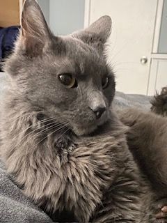 Frankie  6