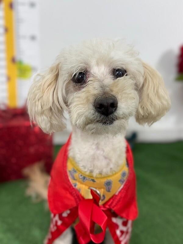 Enlarge Moe, a Adoptable mixed breed in Phoenix, AZ image 1/1