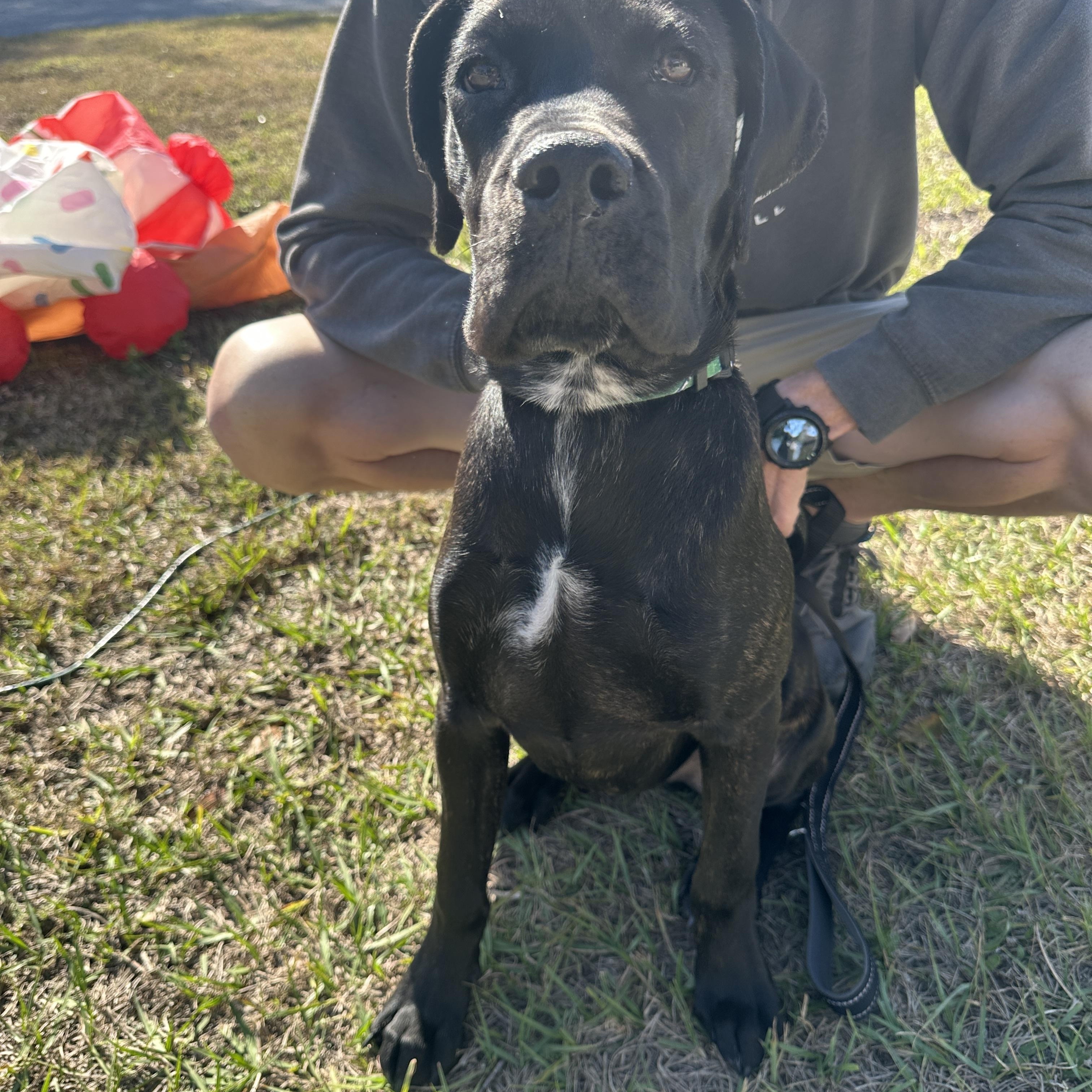 Enlarge Murphy, an adoption pending mixed breed in Tampa, FL image 3/4