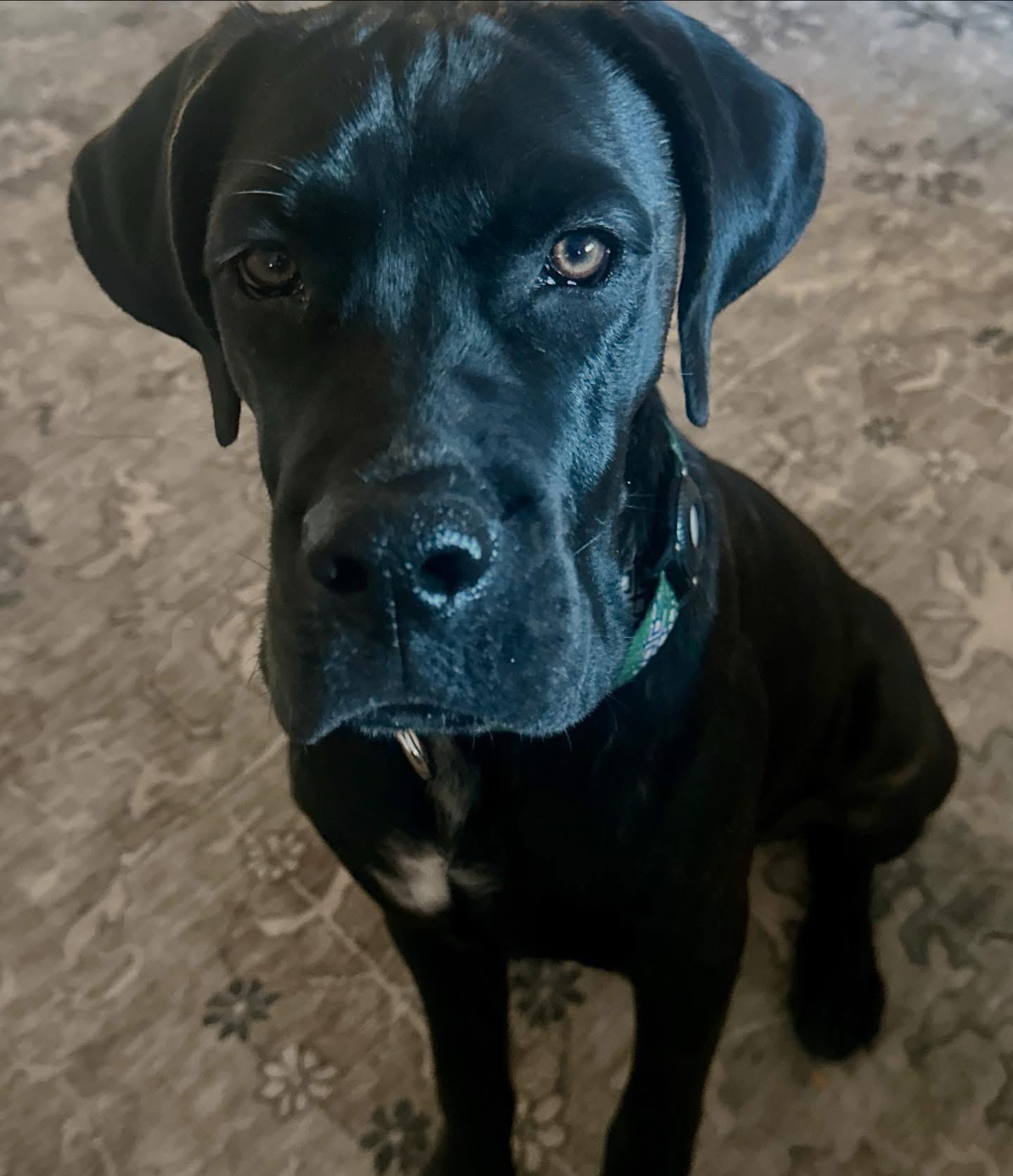 Enlarge Murphy, an adoption pending mixed breed in Tampa, FL image 4/4