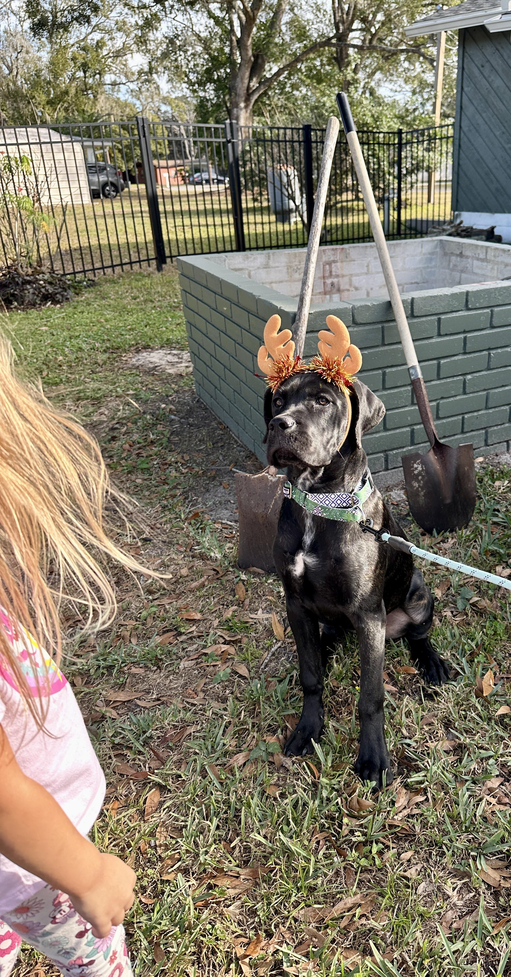 Enlarge Murphy, an adoption pending mixed breed in Tampa, FL image 2/4