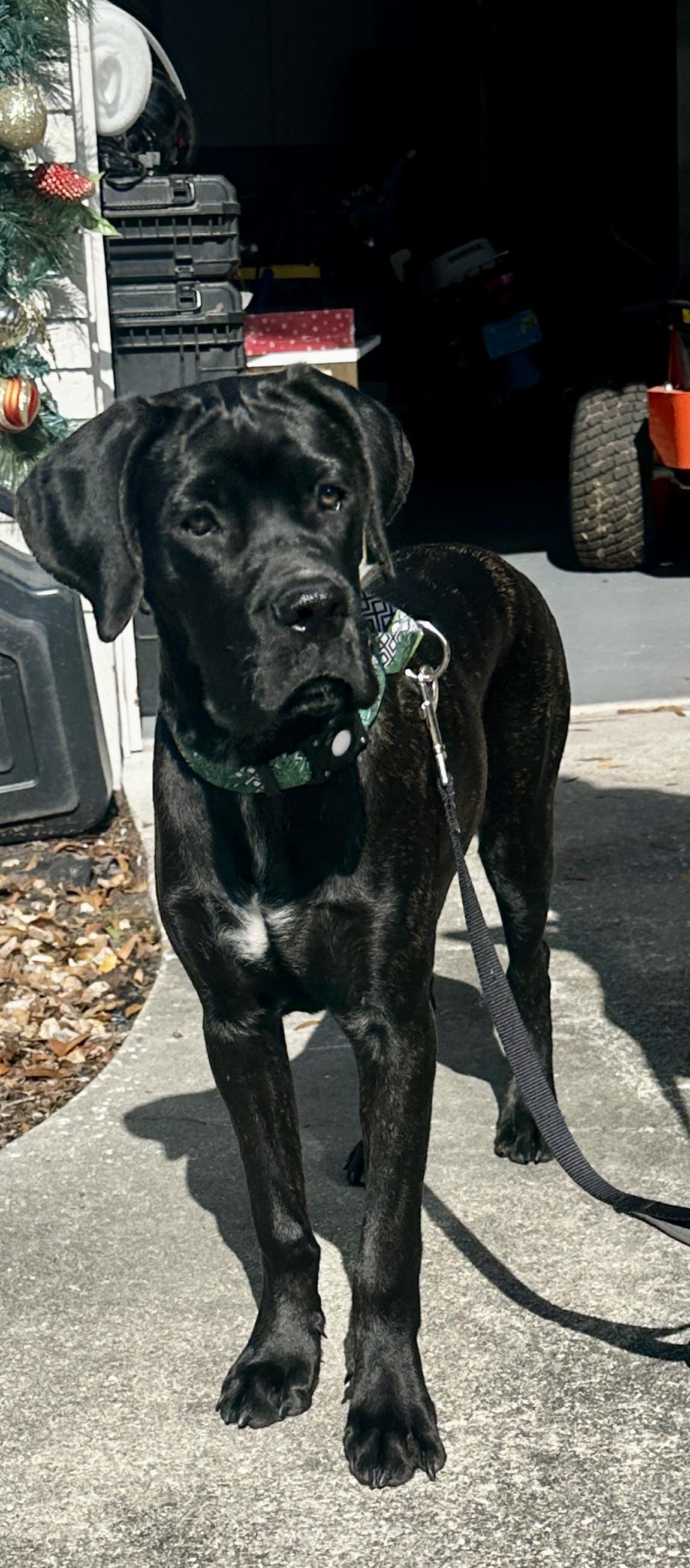 Enlarge Murphy, an adoption pending mixed breed in Tampa, FL image 1/4