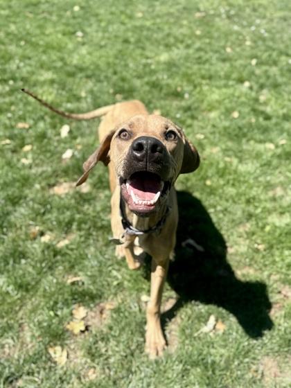 Cappuccino, ADOPTABLE, Adult Male Mixed Breed.