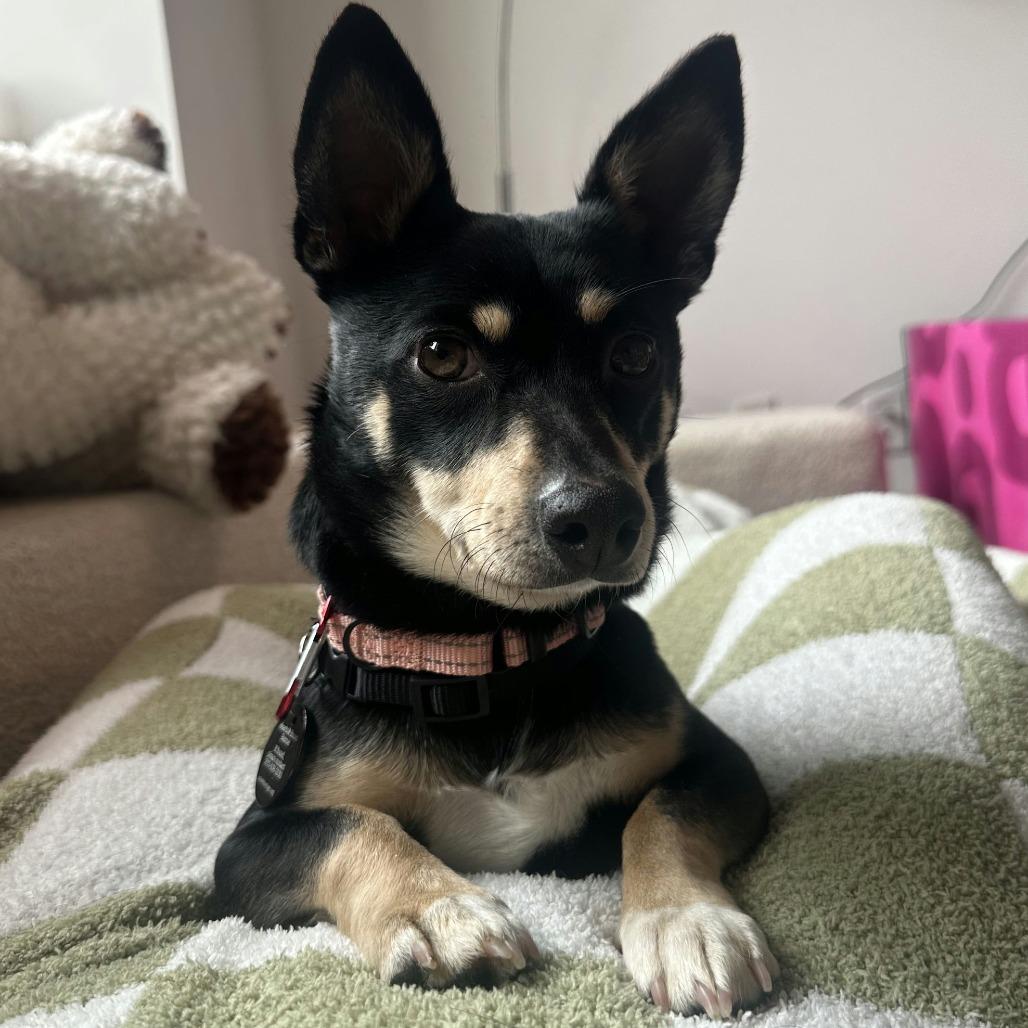 Sequoia, a Adoptable Chihuahua in Brooklyn, NY image 1/6