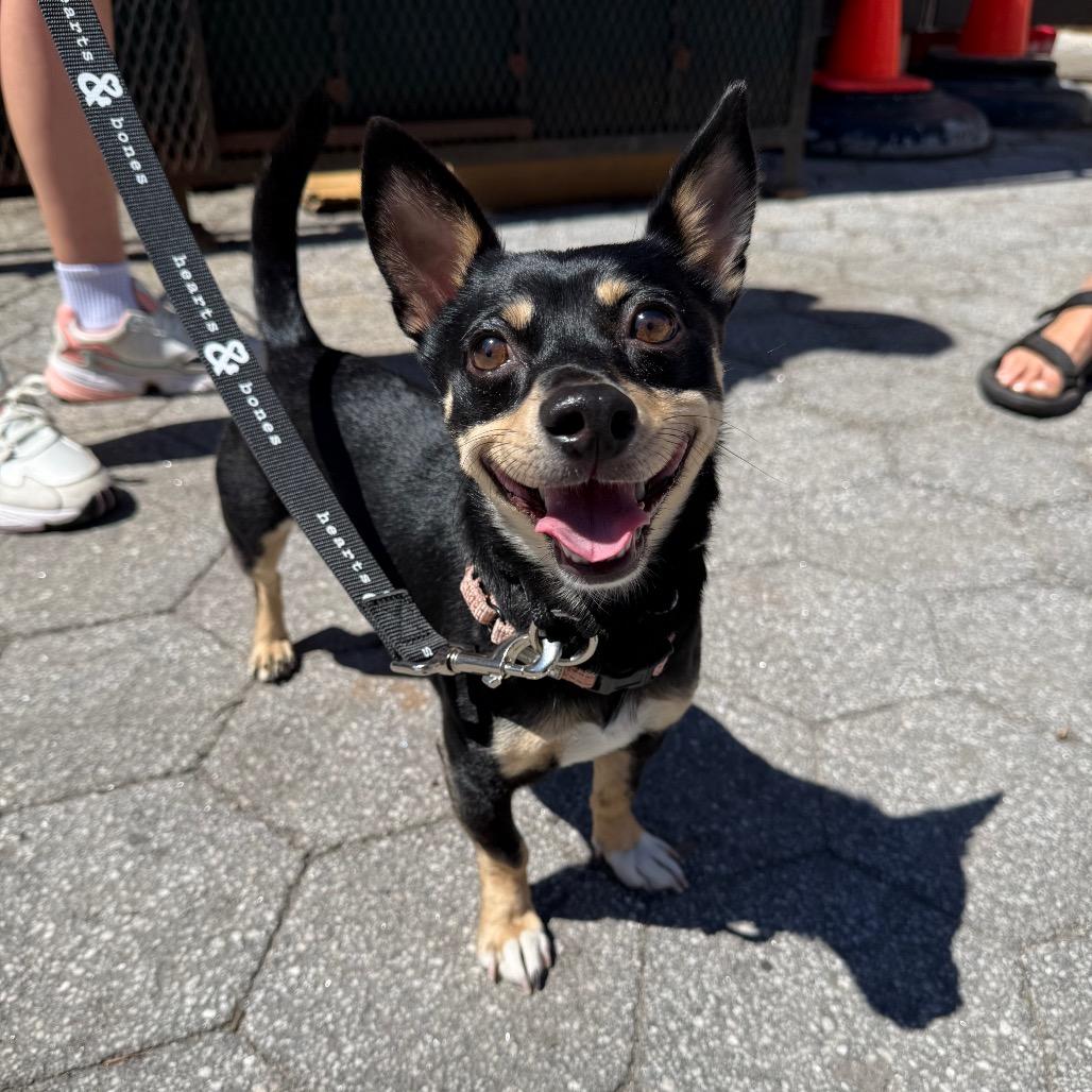 Sequoia, a Adoptable Chihuahua in Brooklyn, NY image 2/6