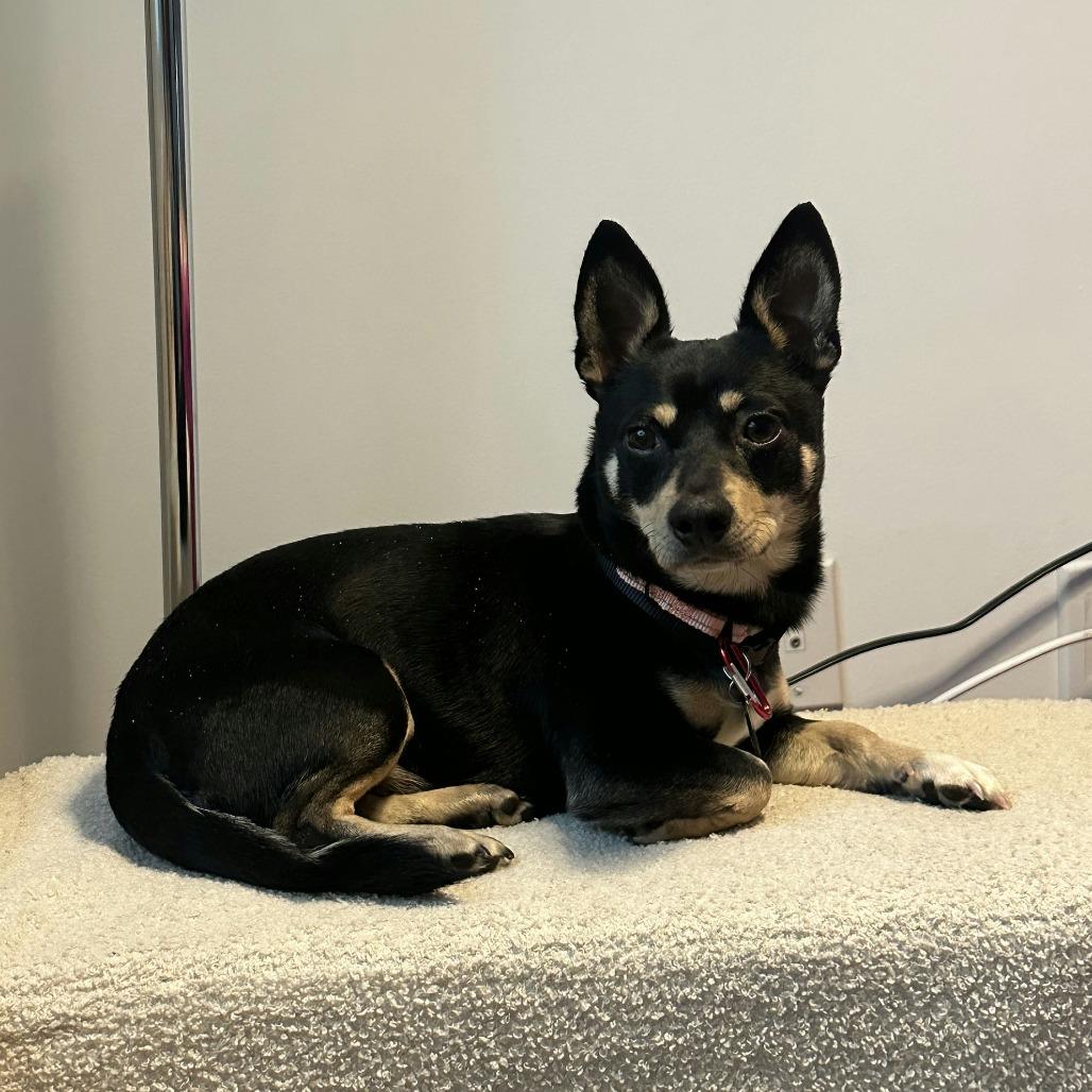 Sequoia, a Adoptable Chihuahua in Brooklyn, NY image 2/6