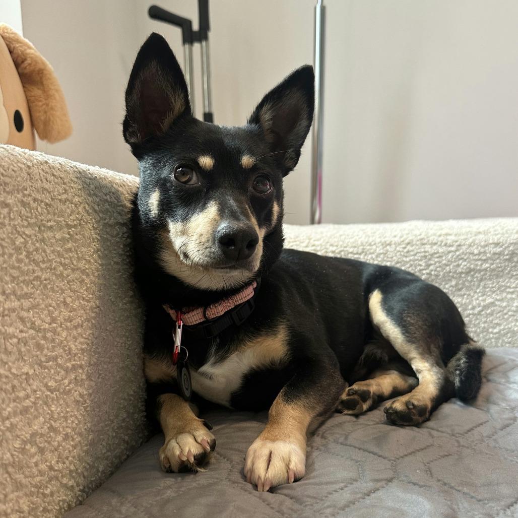 Sequoia, a Adoptable Chihuahua in Brooklyn, NY image 3/6