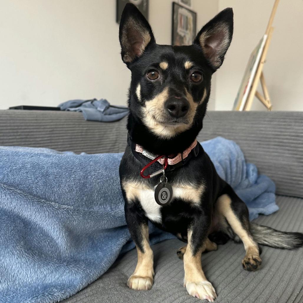 Sequoia, a Adoptable Chihuahua in Brooklyn, NY image 4/6