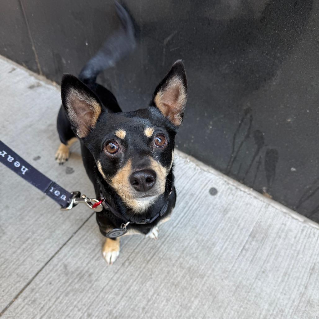 Sequoia, a Adoptable Chihuahua in Brooklyn, NY image 5/6