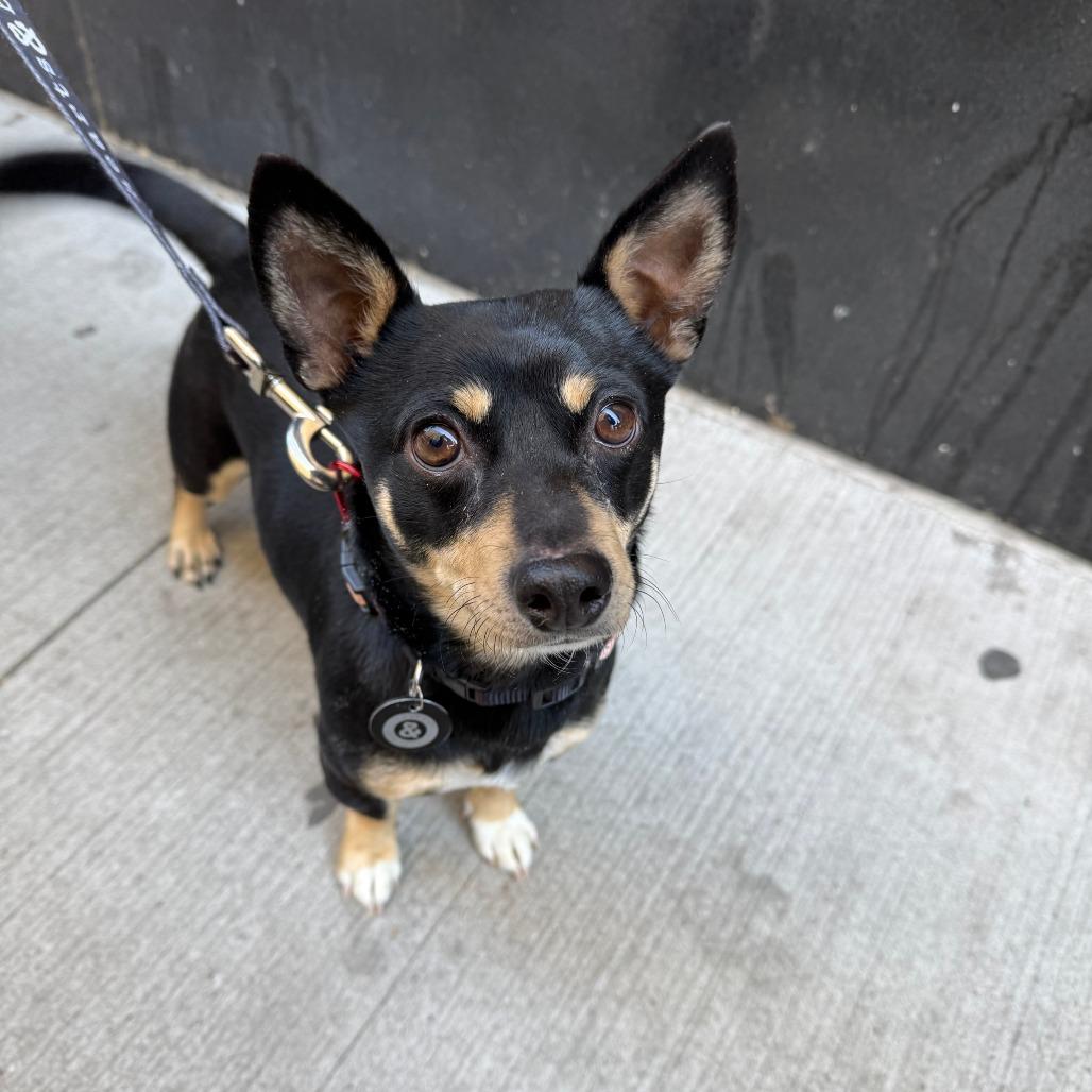 Sequoia, a Adoptable Chihuahua in Brooklyn, NY image 6/6